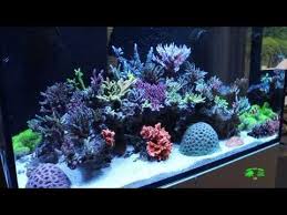 Farm Boy Reef Youtube Led Lights Farm Boys Led