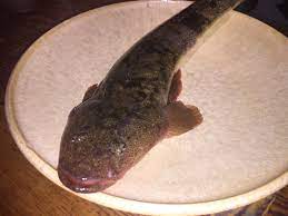 明石昼網 夏の白身魚「鯒（こち）」 | 三宮で日本酒と明石直送鮮魚が人気の居酒屋「喜市」