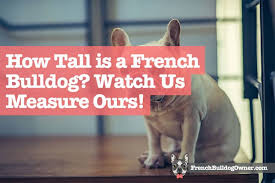 How Tall Is A French Bulldog Height Measured Video