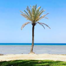 Ummlajj Saudiarabia Palm Imajedia Iphonex Redsea Duqum Beach شاطئ الدقم أملج البحر الأحمر السعودية