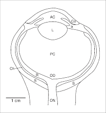 Labeled diagram of an elephant. Diagram Of A Horizontal Cross Section Through The Elephant Eye Drawn Download Scientific Diagram