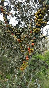 Image result for Englerophytum magalismontanum