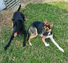 Petsmart is the adopt spot. Pet Taxi Transport In West Illinois Street Evansville A To Z Pet Care Petbacker Indiana