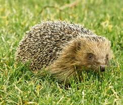 pin on hedgehogs