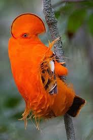 Bird With Orange Feathers Under Wings Pin On Birds N Bugs