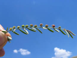 Image result for Phyllanthus pinnatus