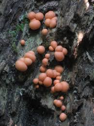 The slime mold won't introduce toxins if you find it growing around edible plants in your garden. Orange Slime Mold Btweenblinks