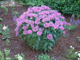Pin On Flowers