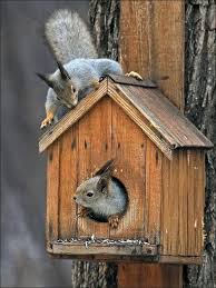 Maybe you would like to learn more about one of these? Diy Yard Decorations Squirrel House Designs To Build And Feed Animals In Winter