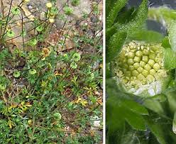 Image result for Cotula australis