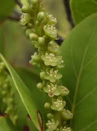 Image result for Coccoloba