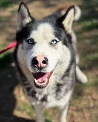 Pawpers in the Ruff added a new photo.