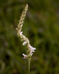 Image result for Buchnera usuiensis