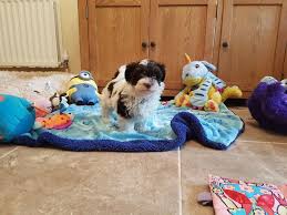 They were originally specifically bred for the cuban aristocracy to have the perfect temperament and loving nature. Chocolate Female Havanese Puppy Newport Isle Of Wight Pets4homes