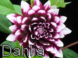Maybe you would like to learn more about one of these? Flowers Different Types Of Flowers Various Flower Flowering Plants Youtube