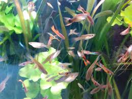 Endlers guppy wurde nachweislich zuerst 1937 von franklyn f. Endler Guppys Der Wilde Guppy Alles Wissenswerte Zu Endlerguppys