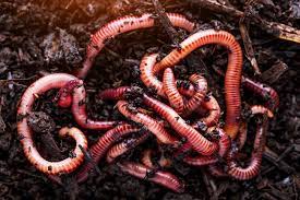 African nightcrawlers, also known as eudrilus eugeniae, is a very common commercial worm. How To Find Nightcrawlers In Your Backyard Sota Fishing