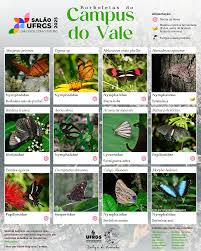 Image result for Aspilia mendoncae