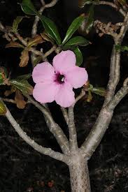 Image result for Adenium swazicum