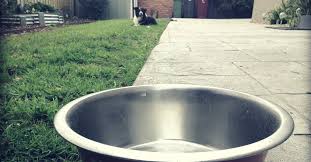 Best dog friendly backyards pet gardens yards backyard and yard. Tips For Cleaning Dog Poop Out Of Your Yard Gardening Channel