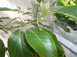 Trotzdem hat man bereits nach sehr kurzer zeit einen sehr. Tropenland Forum Avocado Fruchte