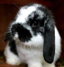 Black And White Holland Lop Paradise Holland Lops Cute Baby Bunnies Pet Bunny Cute Bunny Pictures