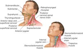 Lymph nodes exist throughout the body, including in the back area of the skull, which is called the occipital region. Lymphatic System Nurse Key