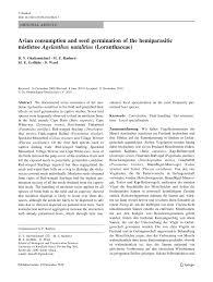 Image result for Agelanthus natalitius