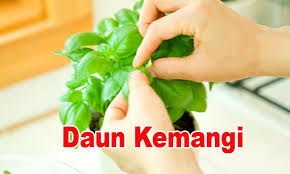 Cara ini juga tergolong murah dan mudah, pastinya anda itulah tips khasiat daun sirsak untuk mengusir wereng yang bisa kami bagikan untuk anda. Manfaat Daun Kemangi Fur Android Apk Herunterladen