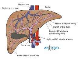 And i will hope to see your comments. Liver Structure Location Functions Development Diagram