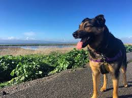 German shepherd puppies available for a new german shepherd puppies available for a new home shipping available all over the usa serious contact only at 720 663 8237. German Shepherd Mix Puppies Missouri The Y Guide