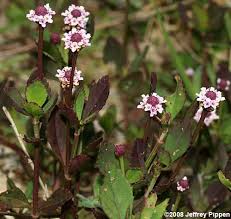 Image result for Lippia