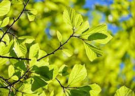 Check spelling or type a new query. Oak Tree Deciduous Tree Leaves Parrotia Persica Bright Green Light Green Leaves Structure Spring Nature Summer Branches Aesthetic Fabartdesigns