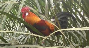 Sarang ayam hutan ini di temukan sama temanku sebelumnya saat mencari ayam hutan hijau(latin:gallus varius) adalah nama sejenisburungyang termasuk. Panduan Cara Ternak Ayam Hutan Dari Bibit Hingga Dewasa Forum Teropong