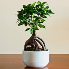 観葉植物】ガジュマルの兄弟！？フィカス・ナナの育て方、特徴、生息域、花言葉などを紹介！ - ネペ吉のブログ-観葉植物-