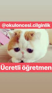okuloncesi cilginlik adli kullanicinin caps panosundaki pin kedi caps