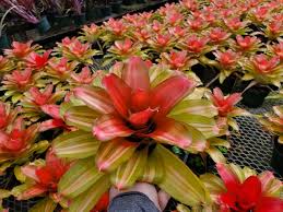 Image result for Neojeffreya