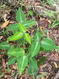 Image result for Desmodium