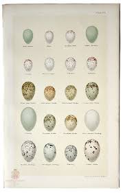 Collecting Antique Nest And Egg Prints French Garden House Bird Nests Art Nest Art Antique Prints