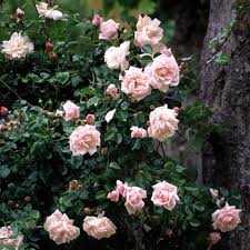 New dawn is a soft light pink bloom. New Dawn New Dawn Climbing Rose Climbing Roses Heirloom Roses