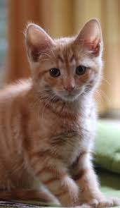 We want to develop a third eye in the forehead, get creases instead, cats got. Billy The Kitten Has M For Marmalade Written On His Forehead Very Appropriate As Ginger Cats Are Also Called Marmala Cats And Kittens Cute Cats Kittens Cutest