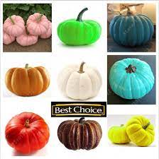 Variety Pumpkin Model Number Seeds Type Landscape Plant We Do Not Accept P O Boxes Product Type Giant Pumpkin Seeds Heirloom Vegetables Vegetable Seed