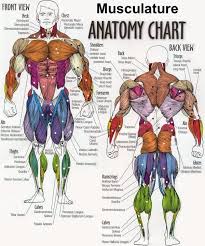 Pin By Gym Posters On Weightlifting Human Anatomy Chart Muscle Anatomy Human Anatomy And Physiology