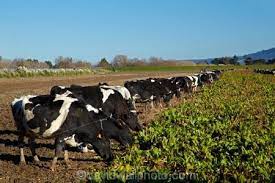 pin on plantation and livestock business