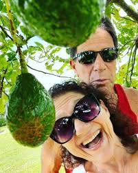 🌿 Grow Your Own Avocado Plant! 🌿 Pack of 1 for just ₹225 Pack of 2 for  only ₹425 🆓 Free Shipping & 💵 Cash