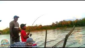 Maybe you would like to learn more about one of these? Siulan Lek Giyono Pemanggil Ikan Baung Putih Youtube