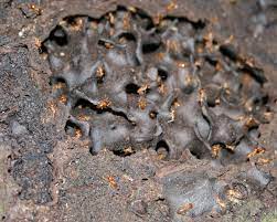 My problem with ants was 95% resolved by a service call with a friendly, thoughtful technician. Rest Easy Pest Control é¢†è‹±