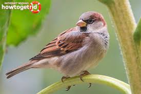 Penglihatan burung elang juga sangat tajam, sehingga bisa mengetahui mangsa dari jarak jauh. House Sparrow Penerangan Habitat Fakta Menarik