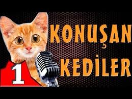 konusan kediler 1 en komik kedi videolari youtube kedi komik kediler komik