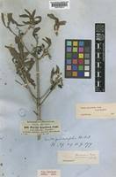 Image result for Pavetta gardeniifolia